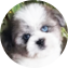 Saussie Puppy For Sale - Florida Fur Babies Saussie Puppy For Sale - Florida Fur Babies